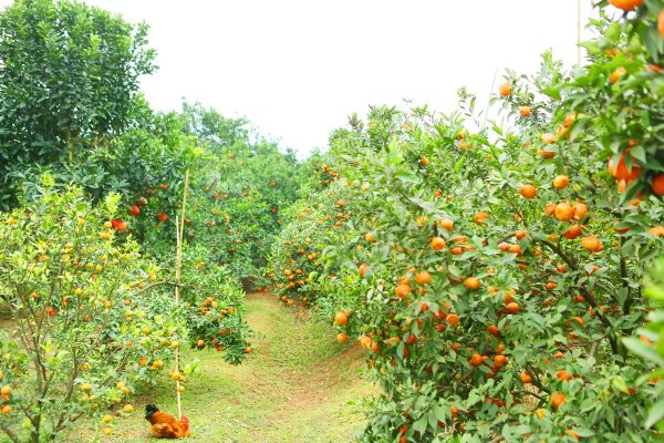 Tour Du Lịch Trải Nghiệm - Hành Trình Mùa Quả Ngọt - Bắc Giang - 2 Ngày - Từ Hà Nội - Ảnh 6
